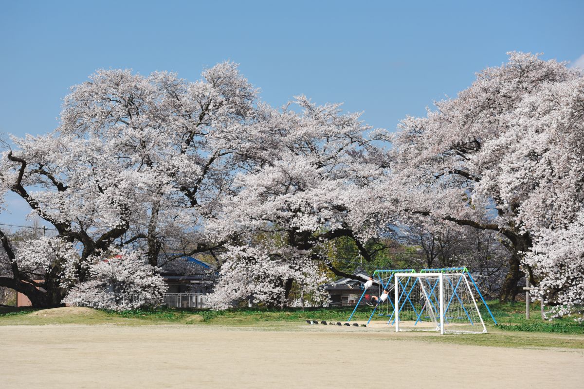 南信州の桜旅　高森南小学校